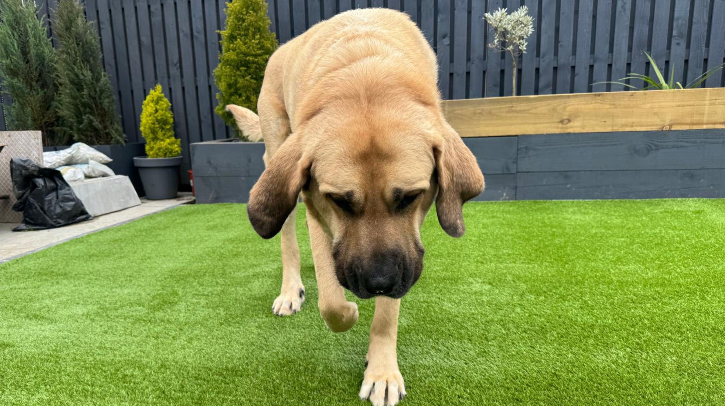 K9 Turf Premier Scotland
