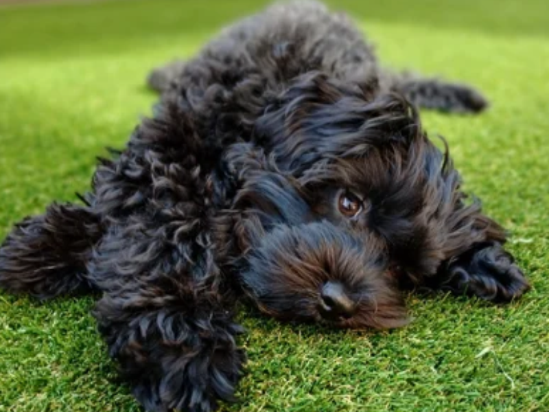Dogs playing on tough K9 Turf artificial grass for dogs without damaging the backing